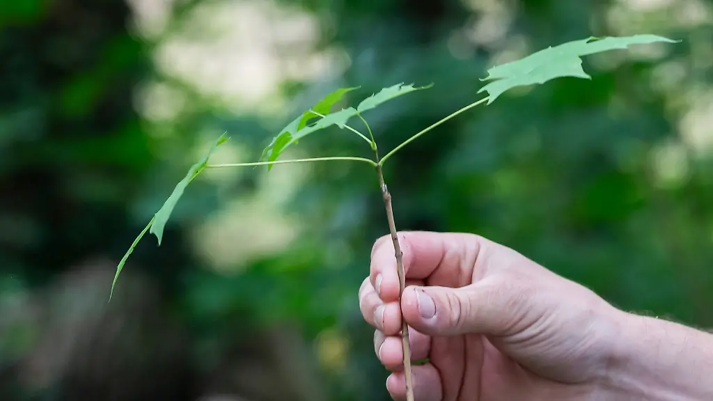 Die-Spitze-eines-einjaehrigen-Austriebes-vom-Spitzahorn-ist-zu-sehen