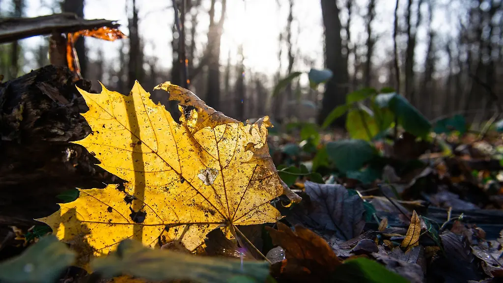 Ein-herbstlich-gefaerbtes-Blatt-liegt-im-Stadtwald-Eilenriede-auf-dem-Boden-und-wird-von-der-Sonne-angestrahlt