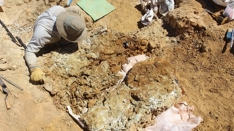 100 Kilometer südlich von Alice Springs fanden Forschende fossile Zähne.