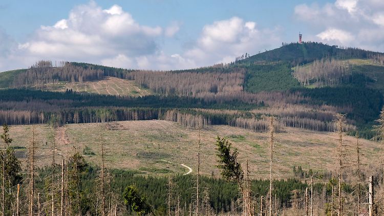 Massive Schäden haben in den letzten durch Dürre und Borkenkäferbefall geprägten Jahren die Fichtenwälder im Oberharz im Landkreis Harz zu großen Teilen verschwinden lassen. 
