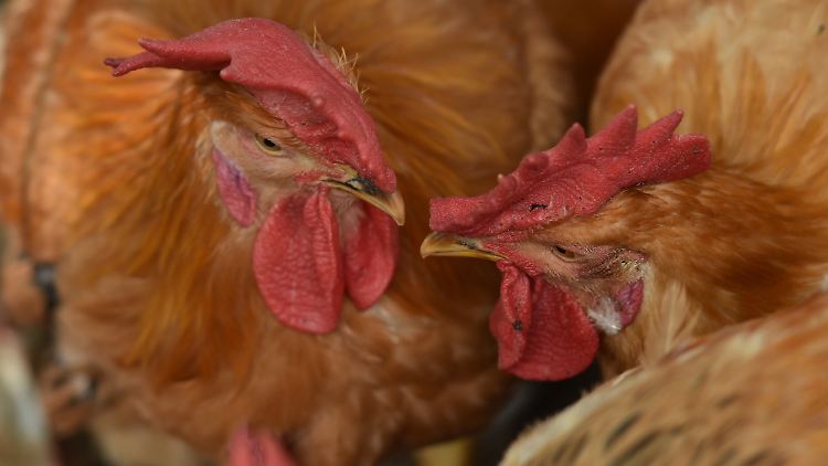 Hühner auf einem Tiermarkt: Das Influenzavirus ist in Geflügelbeständen in China verbreitet.