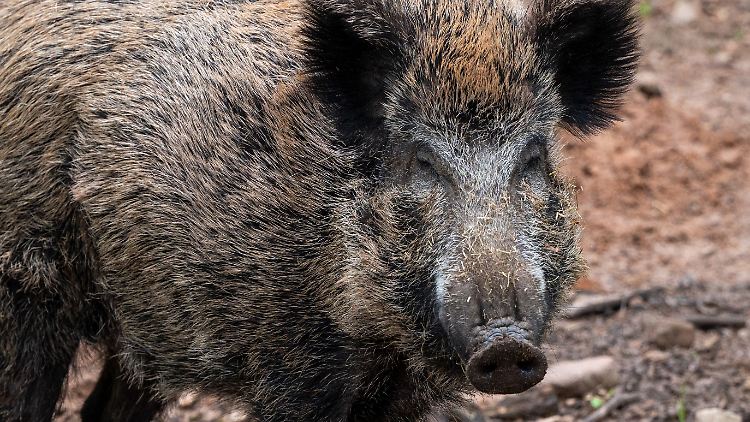 Wildschwein in einem Wildgehege. Bei sieben Wildschweinen in Schweden ist die Afrikanische Schweinepest nachgewiesen worden.