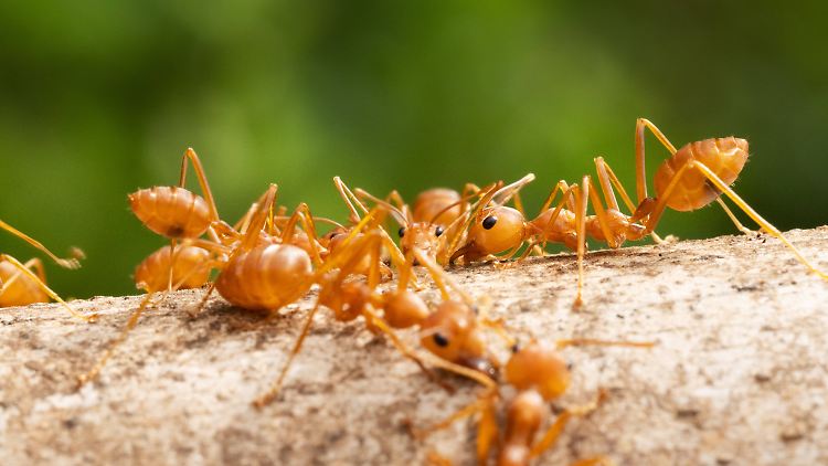 Der wissenschaftliche Name der Roten Feuerameise lautet Solenopsis invicta, "die unbesiegte Feuerameise". Nun wird die invasive Art erstmals in Europa nachgewiesen.