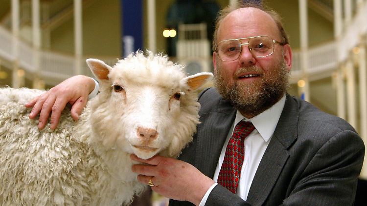 Ian Wilmut mit der ausgestopften Dolly im Royal Museum in Edinburgh. 