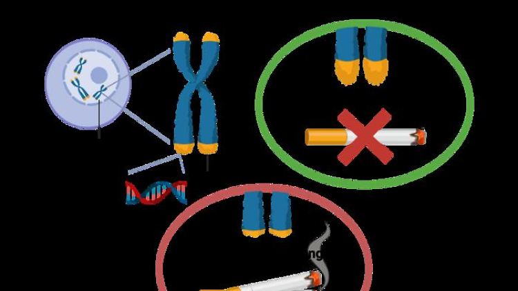 Die Grafik zeigt, wie sich der Rauch auf die Enden der Chromosomen auswirkt. 