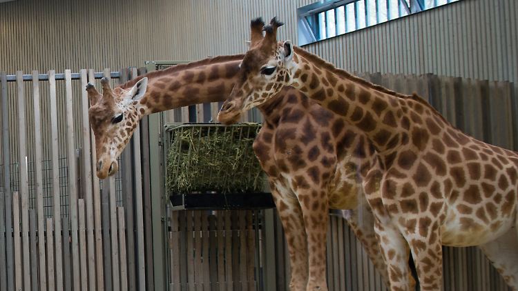 Die Paarungsversuche zwischen Giraffenbulle Diko (l.) mit Giraffendame (r.) waren jahrelang erfolglos.