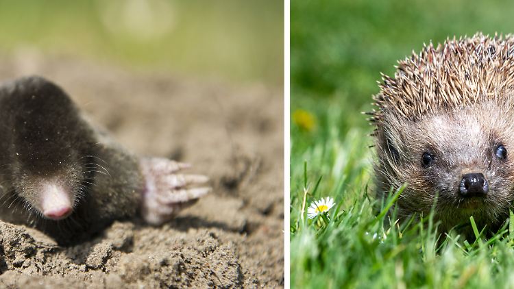Bis zum 24. September sollen Bürger die Tiere fotografieren und online auf einer Plattform hochladen.