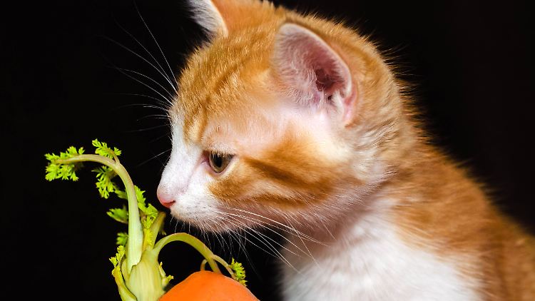 Ob es für Katzen gesundheitsförderlich ist, wenn sie vegane Nahrung bekommen, kann nicht mit Sicherheit gesagt werden.