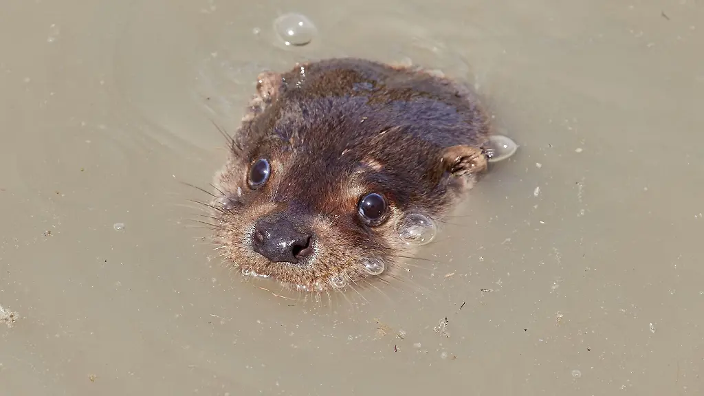 Ein-weiblicher-Fischotter-schaut-aus-dem-Wasser