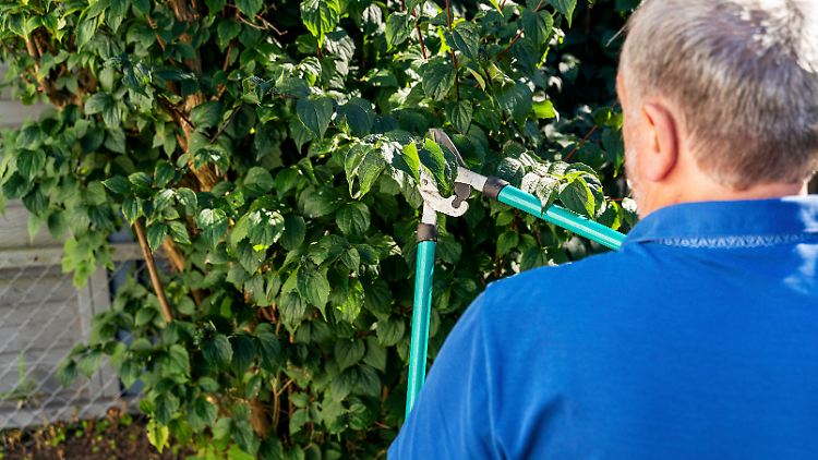 Nebenjob als Gärtner: Immer mehr Rentner verdienen etwas dazu. 