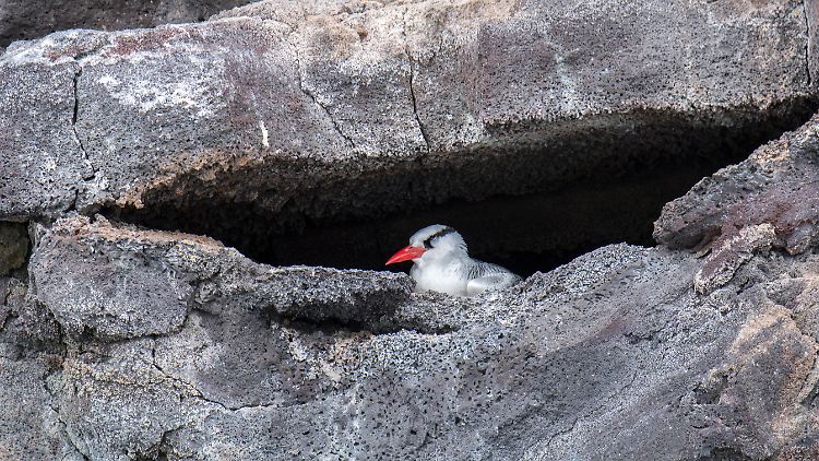 Auf der Galapagosinsel Genovesa sollen Vögel auf die Vogelgrippe untersucht werden.