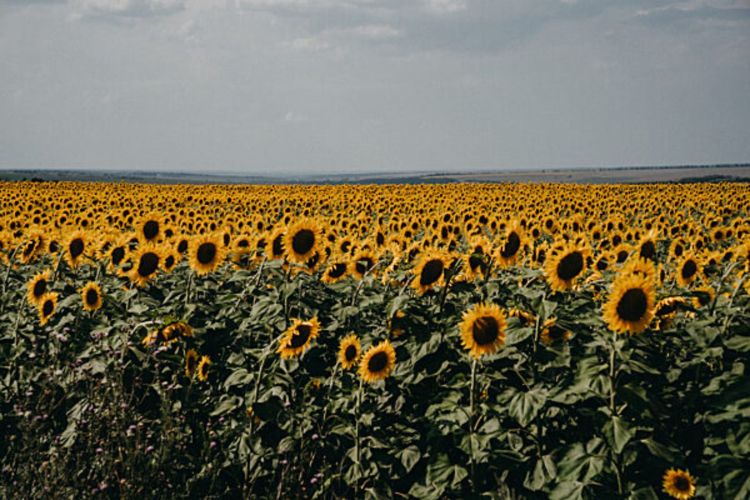 Wie hier im Gebiet Donezk reichen die Sonnenblumenfelder an manchen Orten in der Ukraine so weit das Auge reicht. 