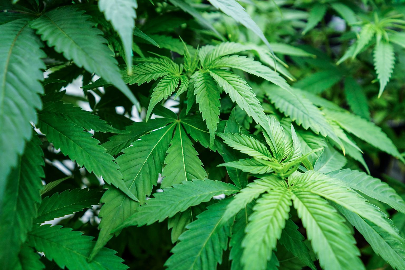 Während Deutschland noch über die geplante Cannabis-Legalisierung diskutiert, sind andere Länder schon deutlich weiter. 
