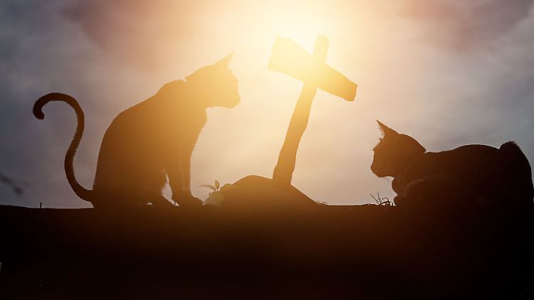 Die Hauskatze dürfte wohl ohne Genehmigung im Garten ruhen.