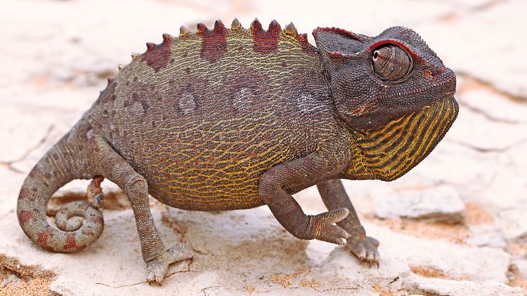 Das Wüstenchamäleon mit dem wissenschaftlichen Namen Chamaeleo namaquensis diente dem Forschungsteam als Inspiration und Vorbild für die neue Wandbeschichtung.