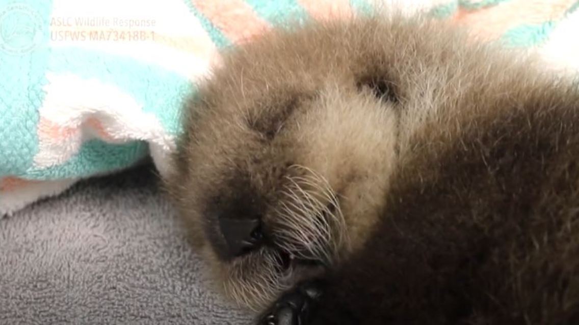 otter.JPG