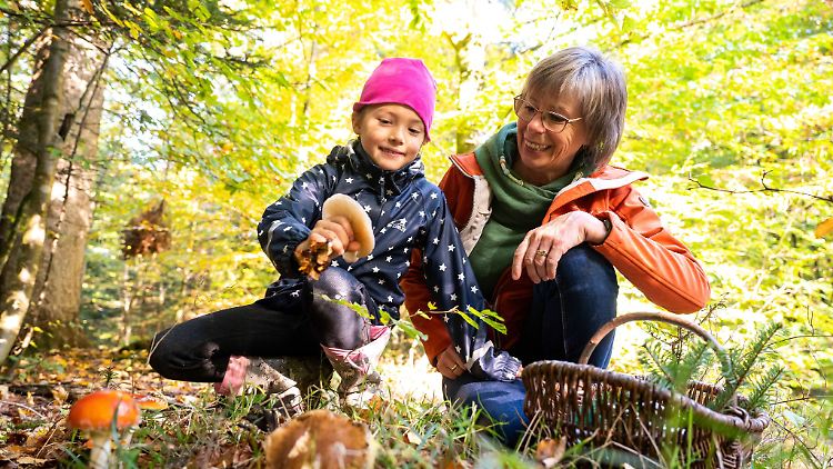 In die Pilze gehen - das gehört für viele zum Herbst einfach dazu. Zum Beispiel, weil sie das aus Kindertagen kennen.
