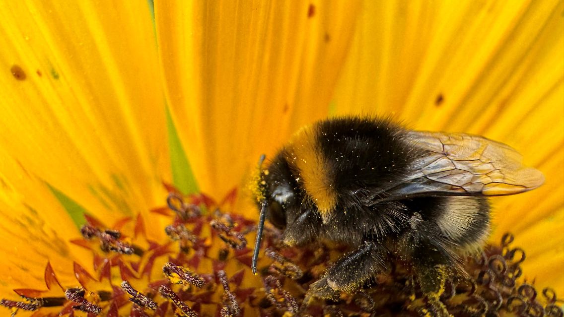 Sonnenblume Hummel.jpg