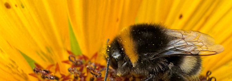 Sonnenblume Hummel.jpg