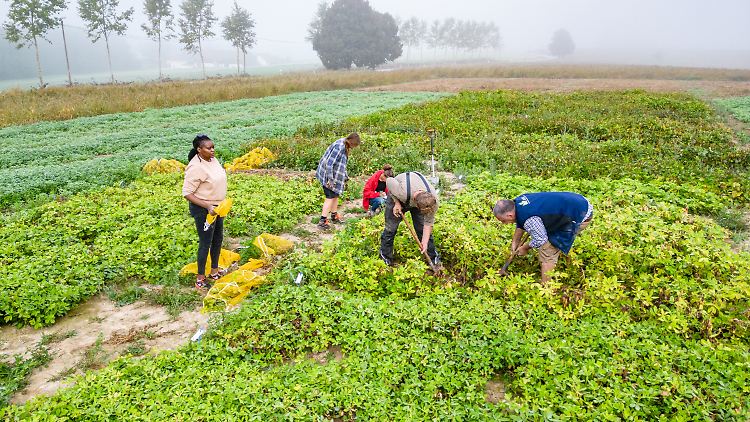 Erdnuss-Ernte in Bayern. Wegen des Klimawandels untersucht die Landesanstalt für Landwirtschaft in einem Projekt, ob die Pflanze hierzulande eine Chance hat.
