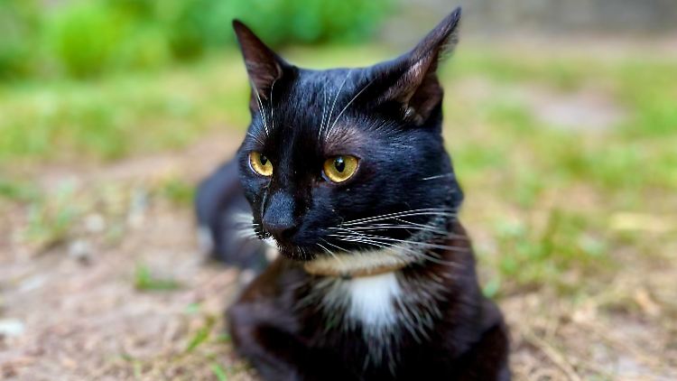 Im Internet lieber gesehen, als auf dem Hof: der Berliner Kater "Freddie"