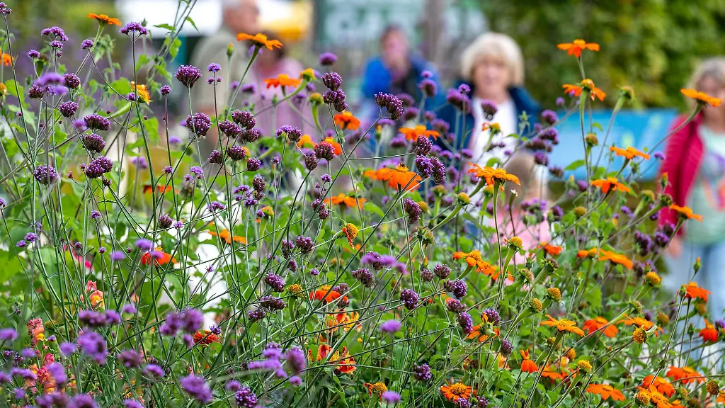 Blumen-auf-der-Landesgartenschau-2023-in-Freyung