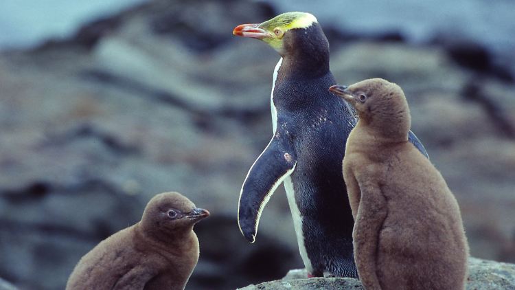 Rund 140 Pinguinküken konnten im vergangenen Jahr vor einer Ansteckung mit den neuartigen Viren gerettet werden. 