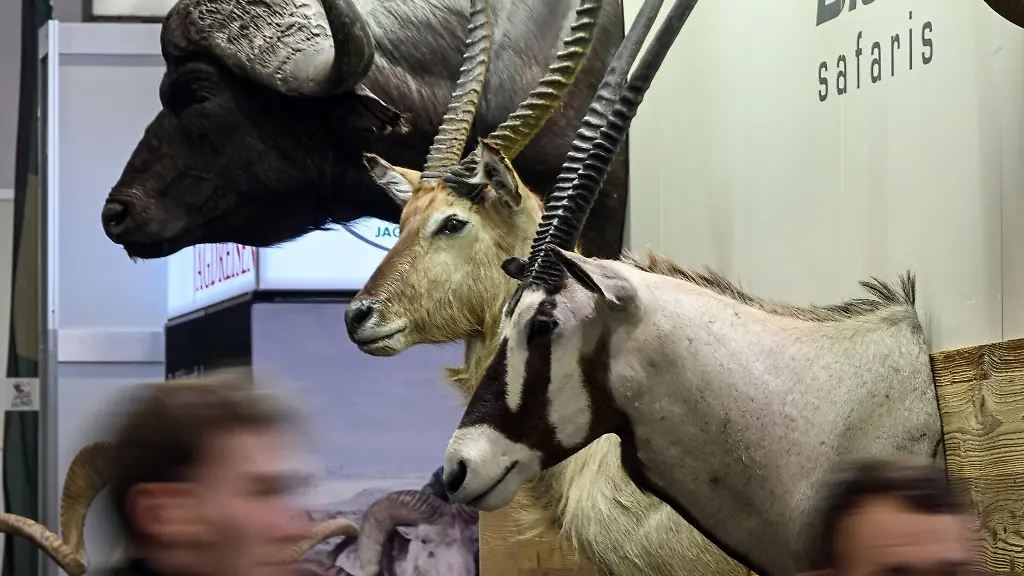 Besucher-der-Messe-Jagd-und-Hund-gehen-an-Trophaeen-von-getoeteten-Wildtieren-vorbei