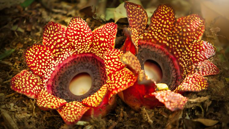 Seit Jahrhunderten erforschen Wissenschaftler die stinkende Riesenblumengattung Rafflesia. 