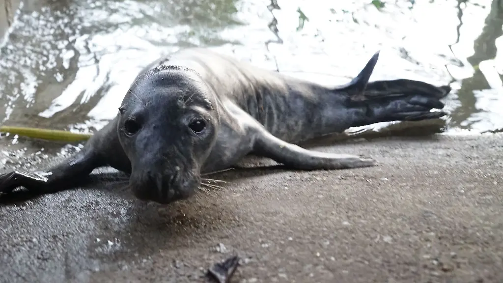 Die-gerettete-Robbe-liegt-in-einem-Gehege-im-Hamburger-Schwanenquartier