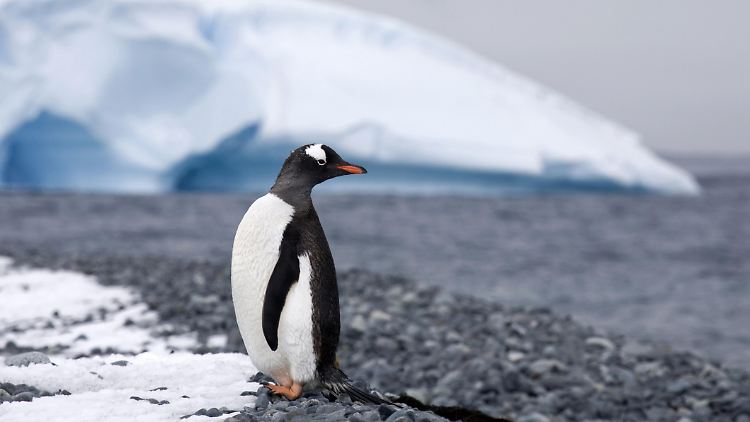 Wo ist das Eis hin? Nach vorläufigen Ergebnissen von Wissenschaftlern könnte die Eisfläche in diesem Jahr so klein wie seit Jahrzehnten nicht ausfallen. 