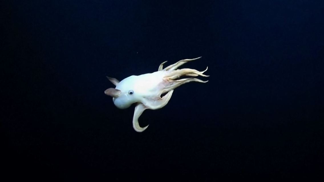 oktopus.JPG