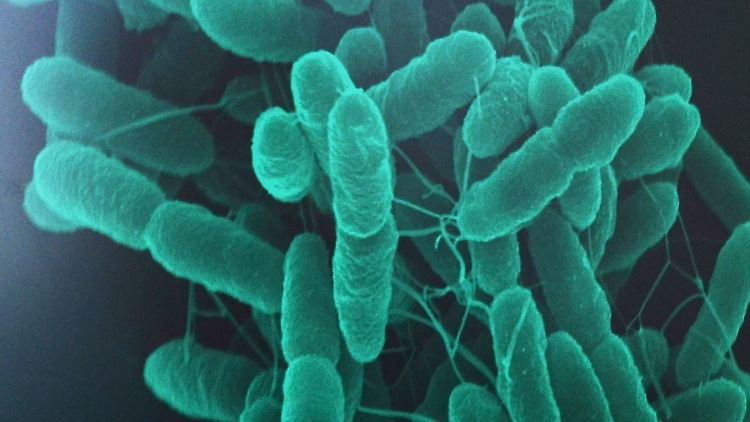 Das Bodenbakterium Pseudomonas putida in einer mikroskopischen Aufnahme.