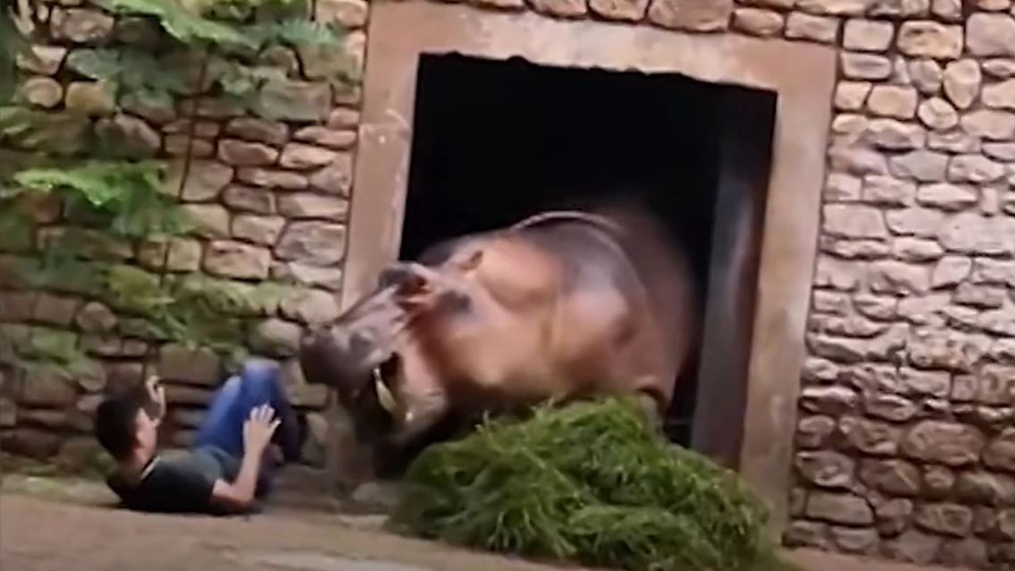 nilpferd.JPG