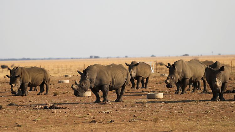 In Südafrika leben rund 13.000 Breitmaulnashörner.