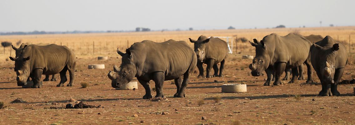 2021-09-08T102910Z_1491296372_RC26KP9G41ET_RTRMADP_3_SAFRICA-RHINOS.JPG