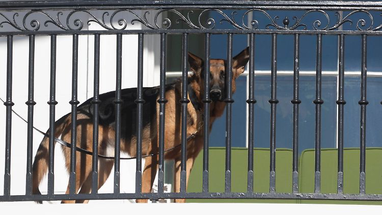 Commander soll das Beißen abtrainiert werden.