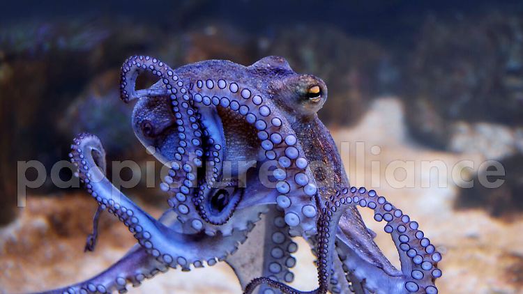 Ein Oktopus im Meer
