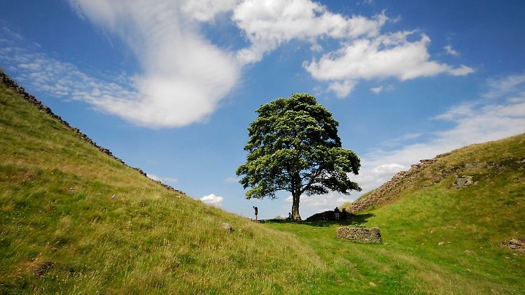 In Nordengland wurde der berühmte Berg-Ahorn-Baum am Hadrianswall illegal gefällt