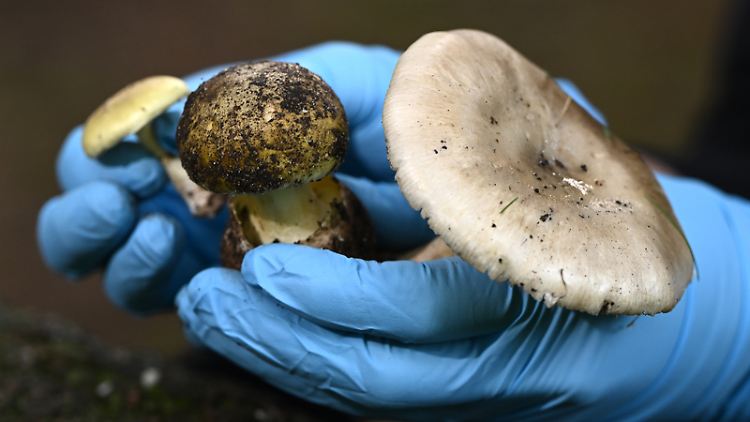 Eine Wissenschaftlerin vom Royal Botanic Garden Victoria in Melbourne zeigt den Medien giftige Knollenblätterpilze.