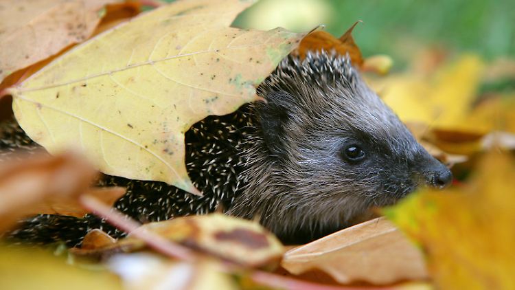 Igel im Herbstlaub.