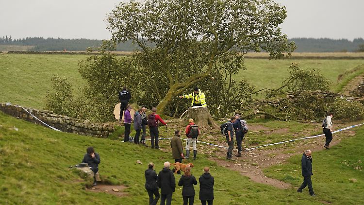 Der Baum kippte auf den neben ihn verlaufenden Hadrianswall, nur der Stumpf steht noch.