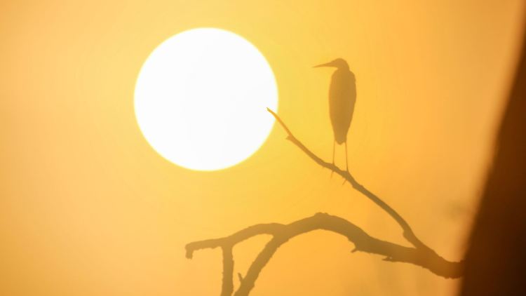 Ein Graureiher sitzt auf einem Ast, während hinter ihm die Sonne auf geht.