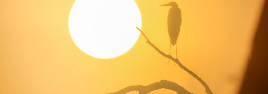 Ein Graureiher sitzt auf einem Ast, während hinter ihm die Sonne auf geht.