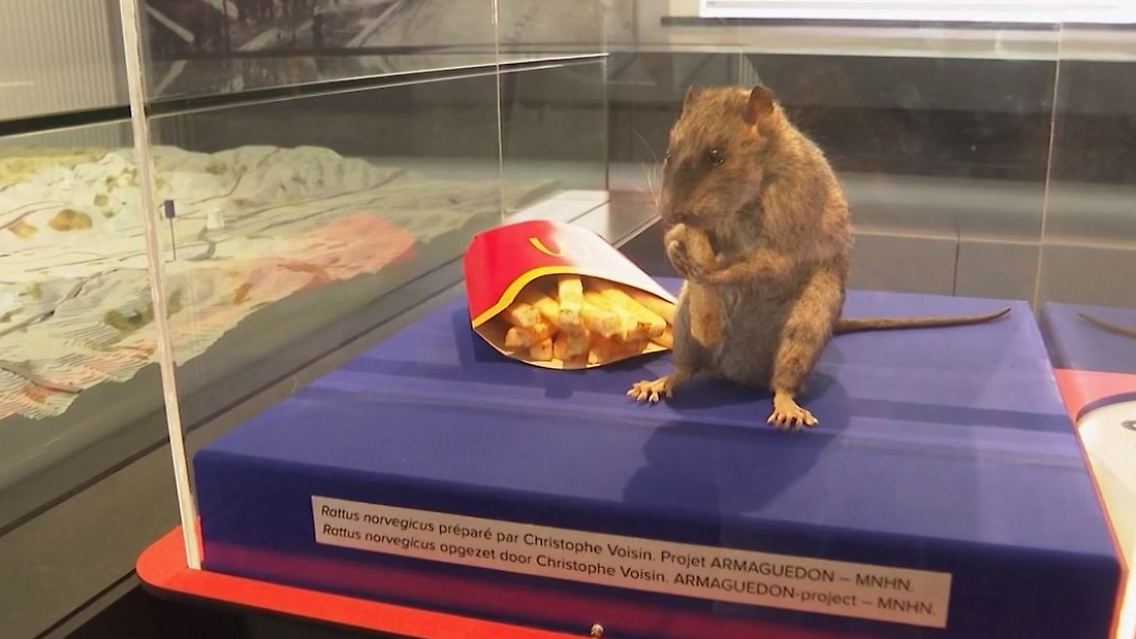 ratten.JPG