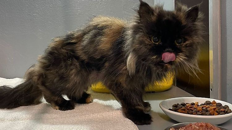 Laut dem Tierheim ist die Katze auf dem Wege der Besserung.
