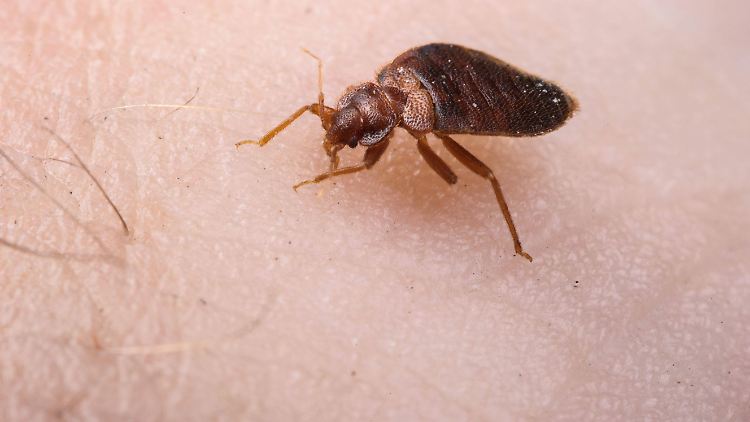Die kleinen Tiere verstecken sich in Betten, in Möbelfugen oder Ritzen.