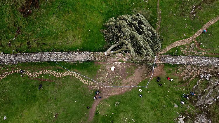 Der gefällte Baum war möglicherweise mehr als 400 Jahre alt.