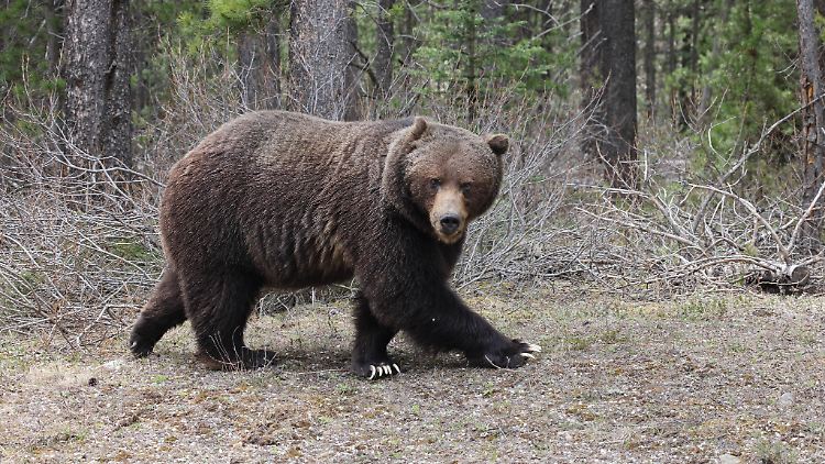 Im Banff-Nationalpark leben Grizzlybären. Einer von ihnen attackierte zwei Menschen und ihren Hund und tötete sie.