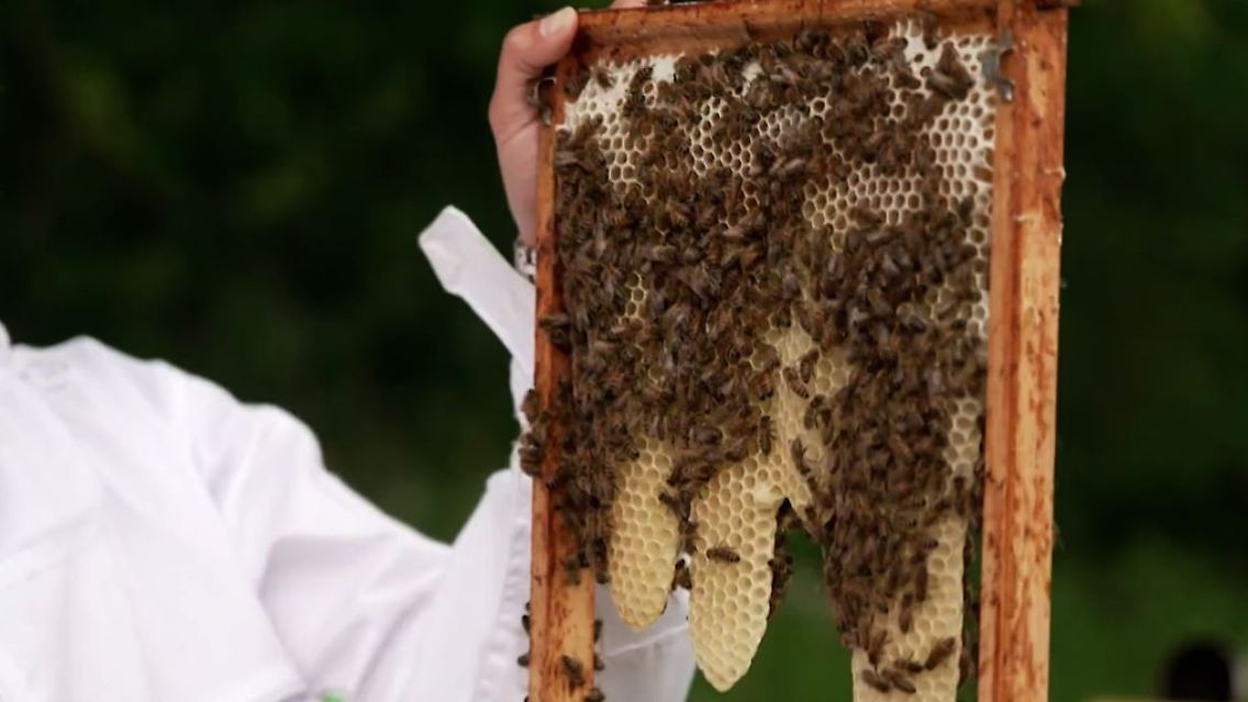 bienen1.JPG